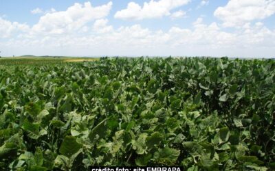 As palavras dos palanques e os prejuízos colhidos no campo