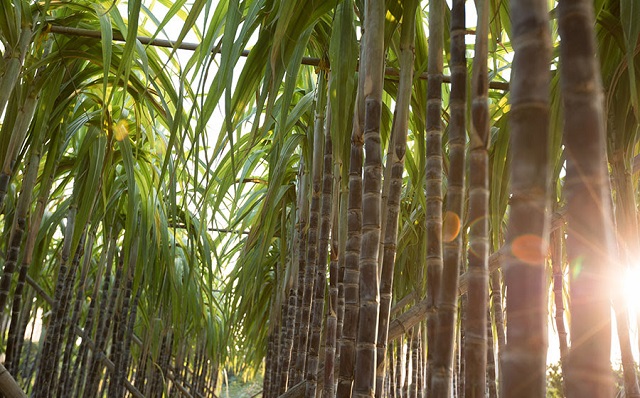 Novo método de irrigação de cana aumenta a sustentabilidade da produção