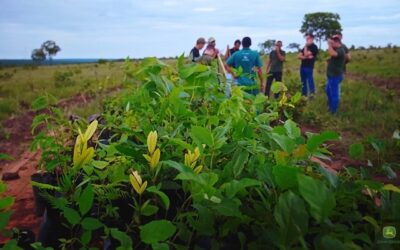 Projeto promove reflorestamento no Vale do Araguaia