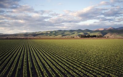 Cresce a área tratada com defensivos agrícolas