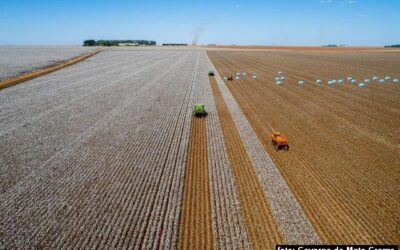 Agro Brasileiro e a responsabilidade política