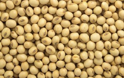 Relatório aponta as perspectivas para safra e exportações de soja do Brasil