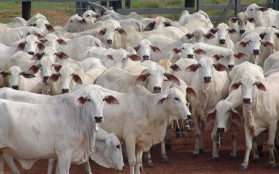 Arroba do boi gordo segue estável, aponta analista