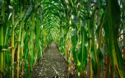 Embrapa lança programa de baixo carbono para milho e sorgo