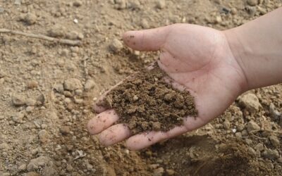 Embrapa lança capacitação sobre produção de bioinsumos