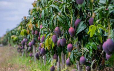 Cresce o uso de Bioinsumos na produção agrícola