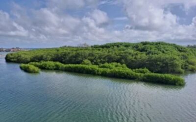 Estudo brasileiro avalia qualidade do solo em manguezais