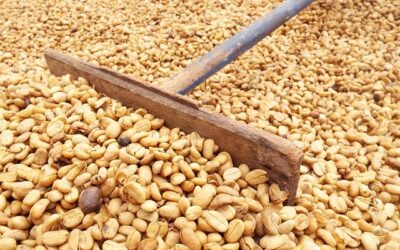 Safra recorde de café pressiona preços em São Paulo