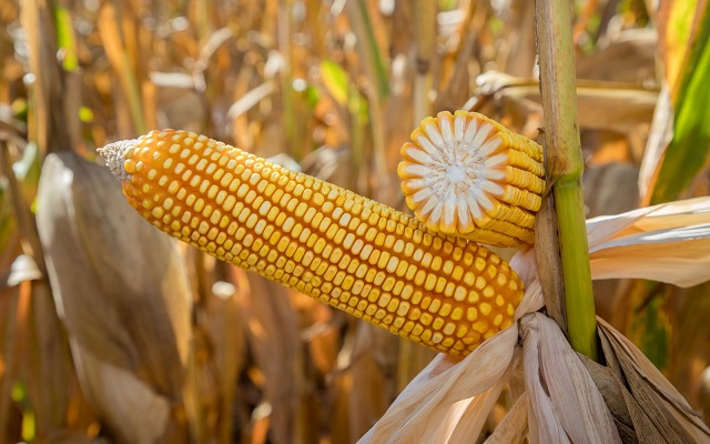 Plantio da safrinha alcança 75,9%, apesar de atrasos  