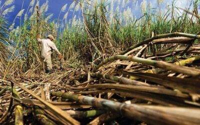 Moagem de cana no Norte e Nordeste cresce 2,5%, aponta NovaBio