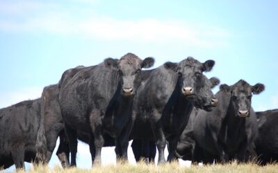 Preços do boi gordo recuam no Brasil