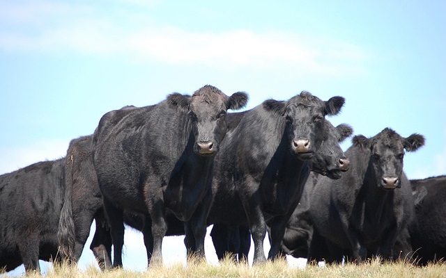 Preços do boi gordo recuam no Brasil