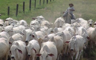 Produção de carne bovina no Brasil pode recuar em 2027, aponta Conab