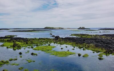 Estudo aponta metais pesados em caranguejo nos manguezais de Paranaguá