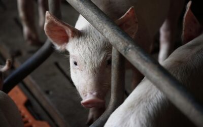 Exportações de carne suína crescem em maio, aponta ABPA
