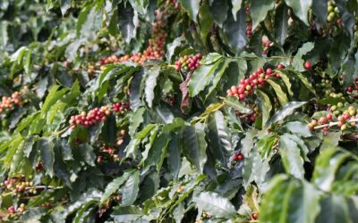 Algas marinhas podem auxiliar no aumento da produtividade na cafeicultura