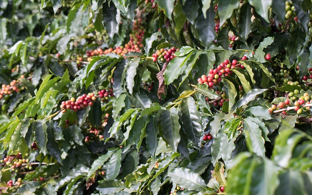 Algas marinhas podem auxiliar no aumento da produtividade na cafeicultura
