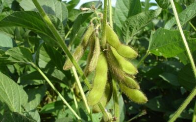 Supersafra de soja traz alerta para o produtor brasileiro