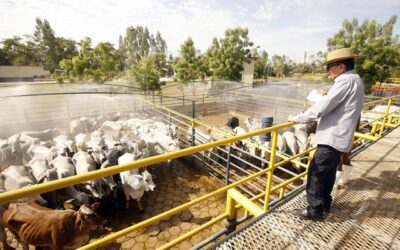 Pecuária de baixo carbono abre novas oportunidades para o setor