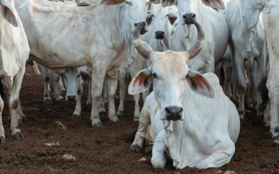 Brasil cria certificação para manter exportação de carne à Europa