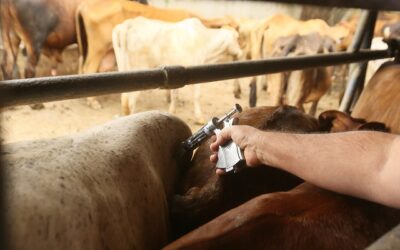 China reconhece o Brasil como livre de febre aftosa