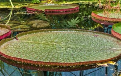 Curso da Embrapa busca ampliar crédito à sociobiodiversidade na Amazônia