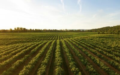 Inadimplência recorde no agro ameaça arrendatários, aponta Serasa Experian