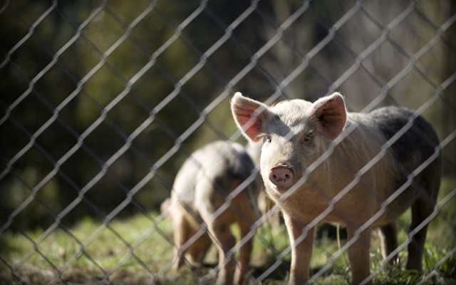 Exportações de carne suína crescem em julho, aponta ABPA