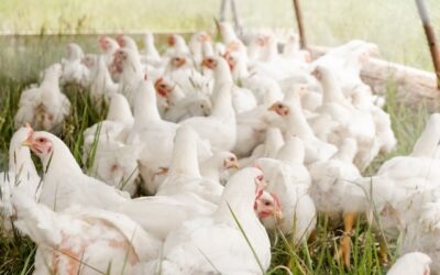 Exportações de carne de frango crescem 29,9% em julho, aponta ABPA