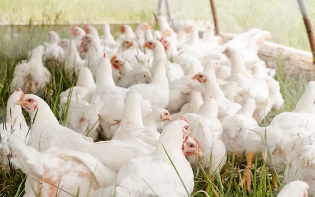 Exportações de carne de frango crescem 29,9% em julho, aponta ABPA