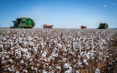 Abrapa e ApexBrasil discutem diversificação das exportações