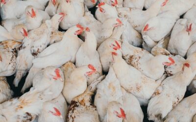 Produtora do RS supera perdas e prepara sucessor para a granja