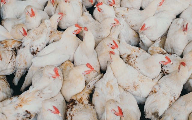 Produtora do RS supera perdas e prepara sucessor para a granja