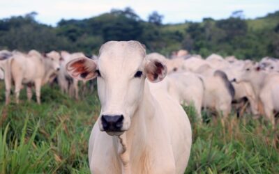 Cenário de setembro será de recuperação na arroba do boi, apontam analistas