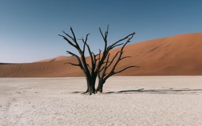 El Niño forte impacta preços das commodities agrícolas, aponta StoneX