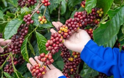 Super El Niño pode impactar safra de café 2027/28