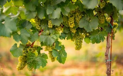 Número de vinícolas em Goiás cresce 9,1%