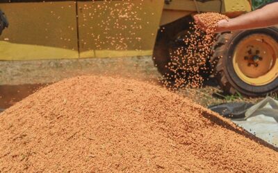 Brasil mantém liderança global na soja, aponta Conab