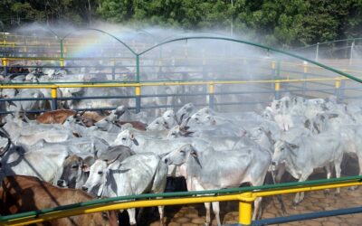 UE suspende importação de ovos, mel e carne brasileira