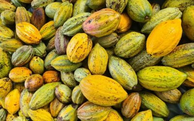 Nestlé eleva compras de cacau no Brasil