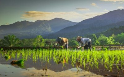 Produção recorde de arroz no Japão surpreende especialistas