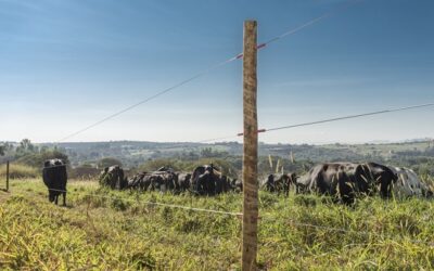 Instalação de cercas elétricas em áreas rurais deve seguir normas legais