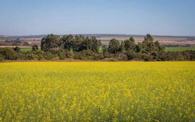 Potencial da canola como matéria-prima para biodiesel é destaque em evento no RS
