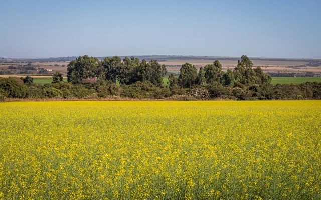 Potencial da canola como matéria-prima para biodiesel é destaque em evento no RS