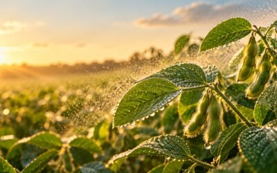 Mesmo com chuva, o início do plantio da soja requer cautela, aponta agrônomo