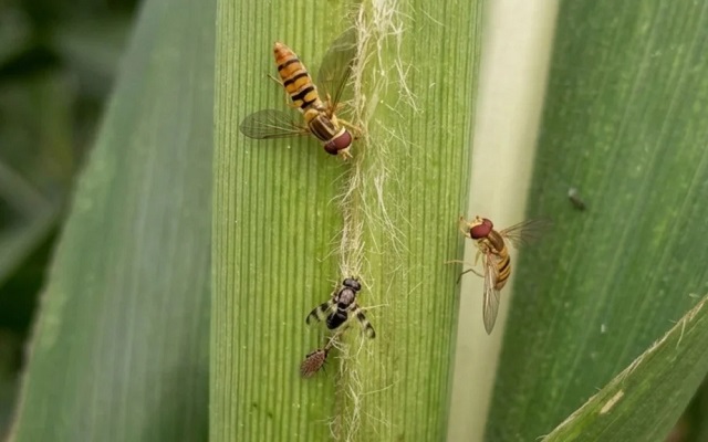 Moscas-sirfídeo reduz pulgão-do-sorgo em lavouras de Minas Gerais, aponta estudo