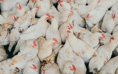 Doença em granja de SC leva México a suspender importação de frango brasileiro