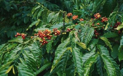Florada precoce pode antecipar safra 2027 de café do Brasil