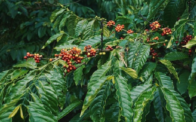 Florada precoce pode antecipar safra 2027 de café do Brasil