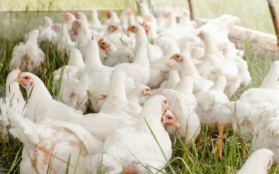 Doença de Newcastle em SC preocupa exportadores de frango brasileiro